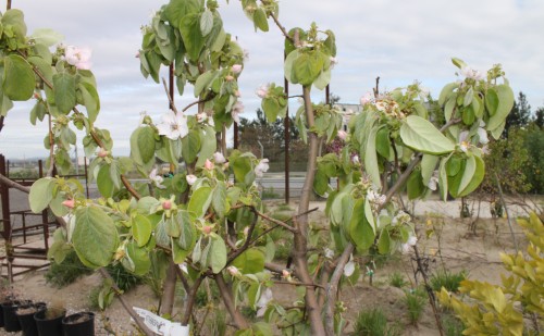 Membrillos floreciendo